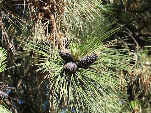 Pinus ponderosa