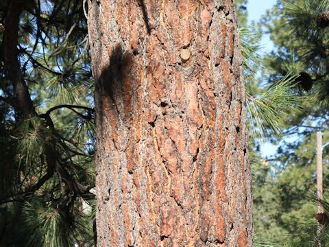 Pinus ponderosa