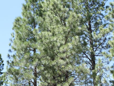 Pinus ponderosa