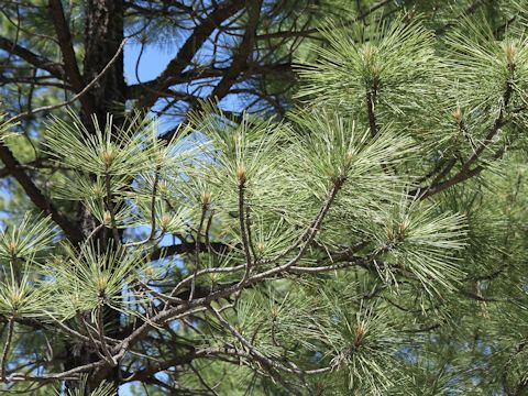 Pinus ponderosa