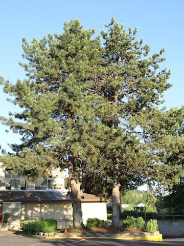 Pinus ponderosa