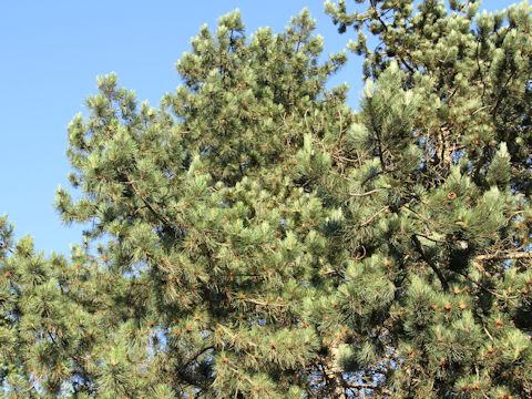 Pinus ponderosa