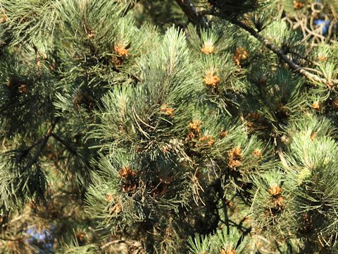 Pinus ponderosa