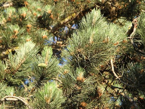 Pinus ponderosa