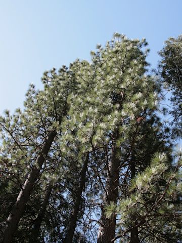 Pinus ponderosa