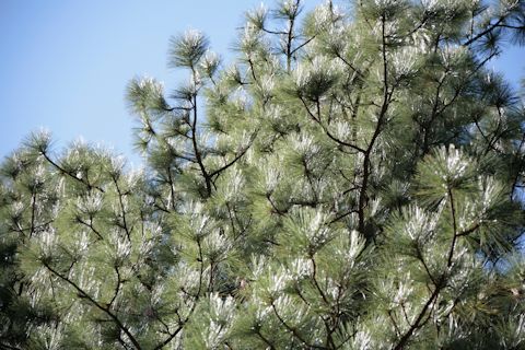 Pinus ponderosa