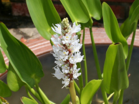 Pontederia cordata f. albiflora