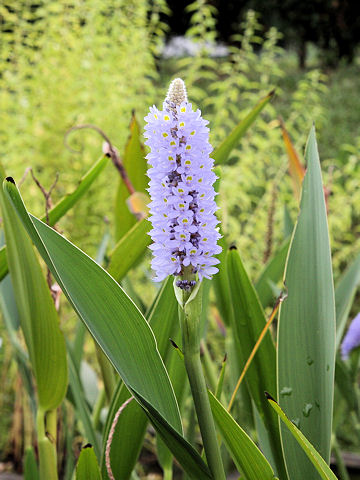 Pontederia cordata