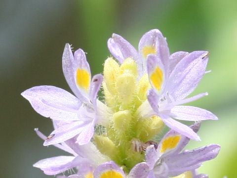 Pontederia cordata