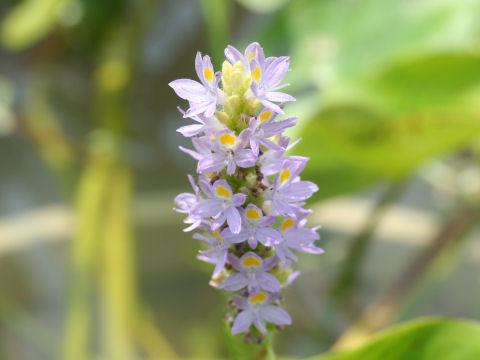 Pontederia cordata