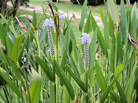 Pontederia cordata