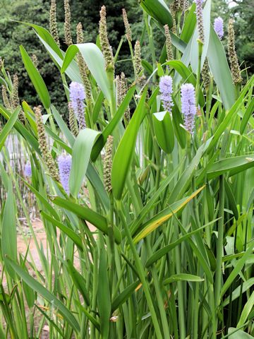 Pontederia cordata