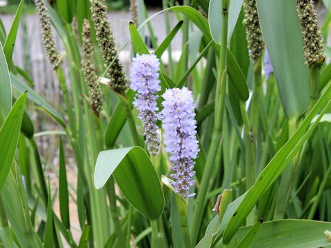 Pontederia cordata