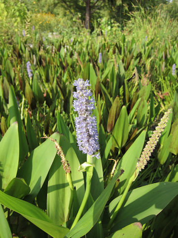 Pontederia cordata