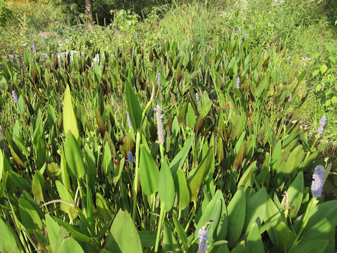 Pontederia cordata