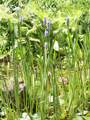 Pontederia cordata