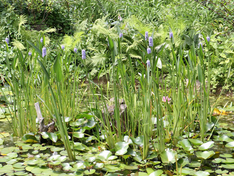 Pontederia cordata