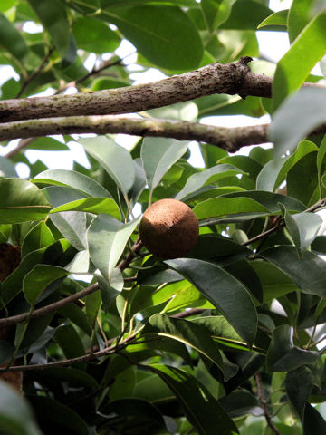 Annona glabra