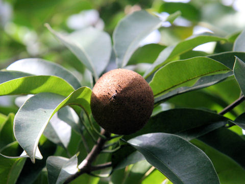 Annona glabra