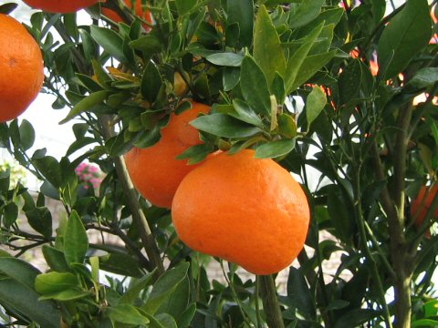 Citrus reticulata