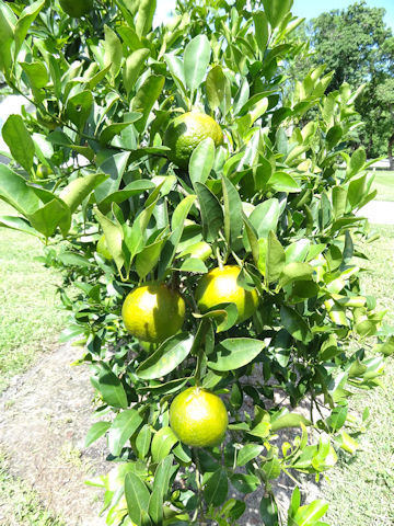 Citrus reticulata