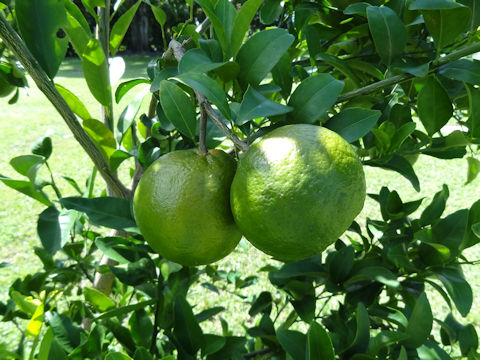 Citrus reticulata