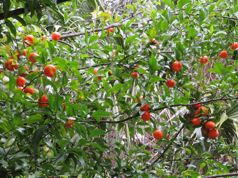 Citrus reticulata