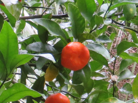 Citrus reticulata