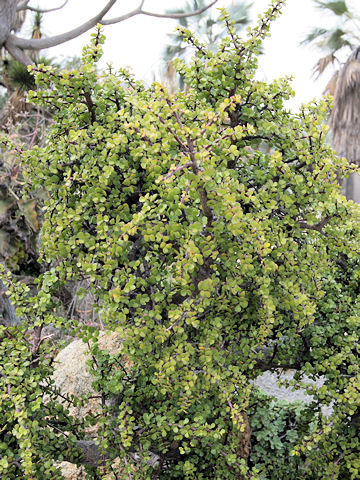 Portulacaria afra