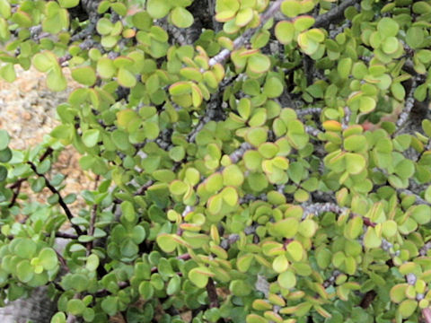 Portulacaria afra