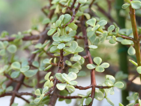 Portulacaria afra cv. Variegata