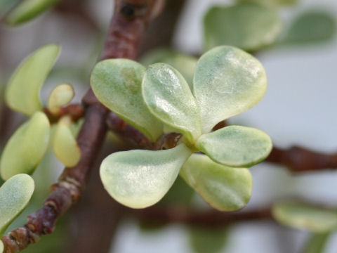 Portulacaria afra cv. Variegata