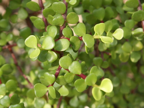 Portulacaria afra