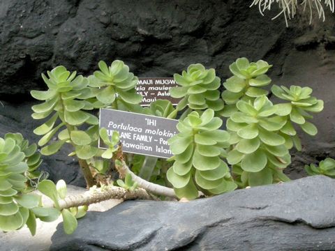 Portulaca molokiniensis