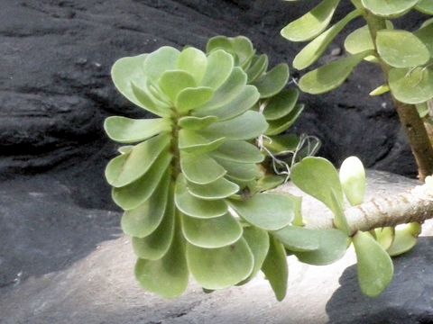 Portulaca molokiniensis