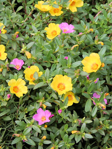 Portulaca oleracea cv.