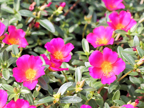 Portulaca oleracea cv.