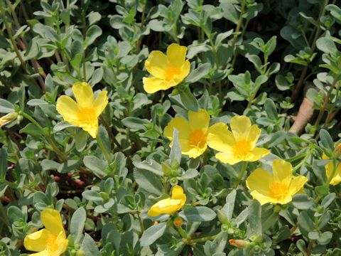 Portulaca oleracea cv.