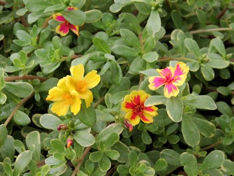 Portulaca oleracea cv.