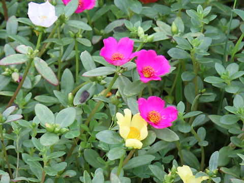 Portulaca oleracea cv.