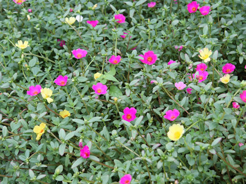 Portulaca oleracea cv.