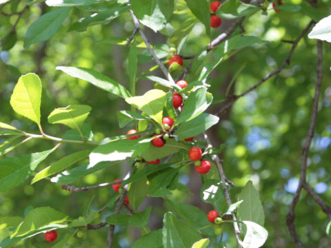 Ilex decidua