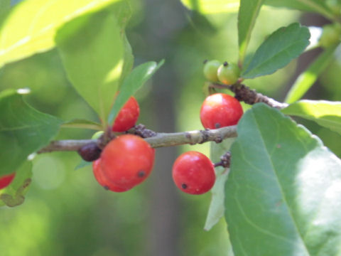 Ilex decidua