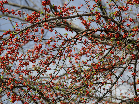 Ilex decidua