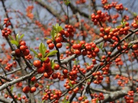 Ilex decidua