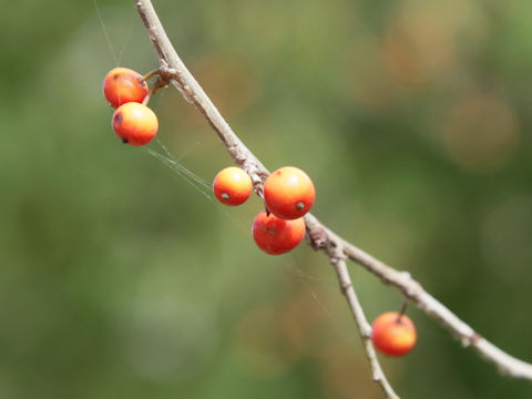 Ilex decidua