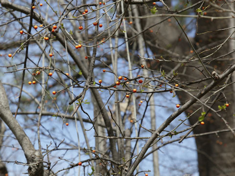 Ilex decidua