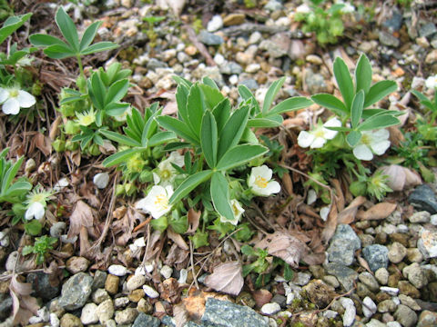 Potentilla alba