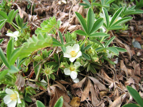 Potentilla alba