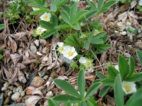 Potentilla alba